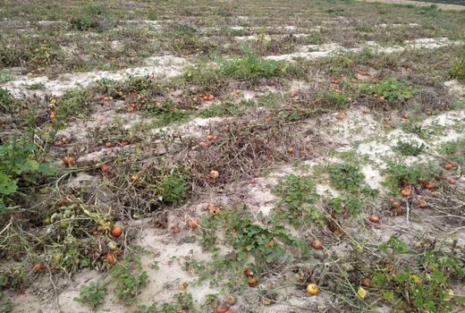 محصولات کشاورزی بوشهر ۱۹۰ میلیارد تومان خسارت دیدند