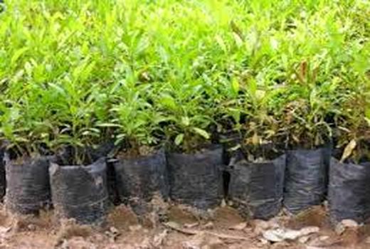 توزیع ۷ هزار اصله نهال صنوبر رایگان برای اجرای زراعت صنوبر بین متقاضیان در شیروان