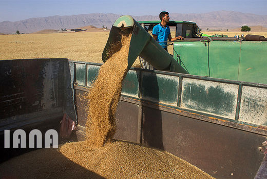 کلکسیون گندم با 1800 نمونه مختلف 