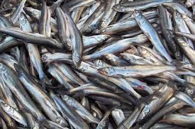 24 واحد پرورش ماهی در شهرستان سیرجان فعال است