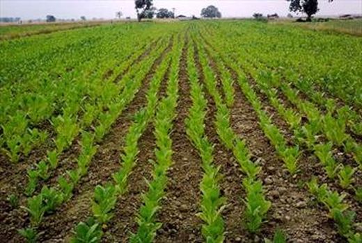 رعایت الگوی کشت ابلاغی همراه با کنترل عرضه و تقاضا، به نفع تولیدکنندگان و مصرف‌کنندگان خواهد بود