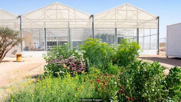 کشت مواد غذایی در بیابان 