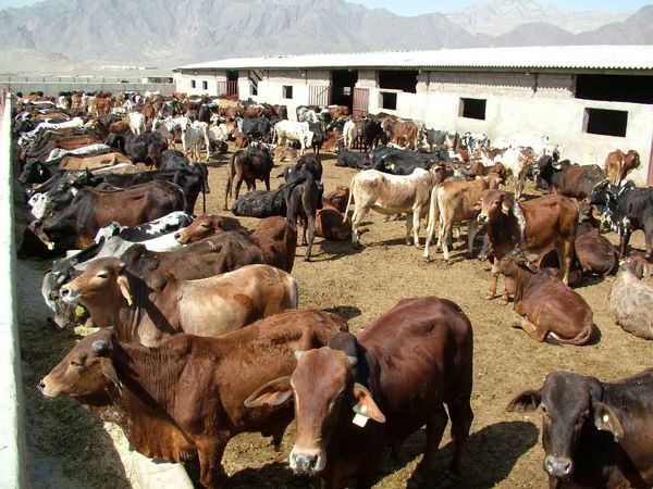 60 واحد قرنطینه دامی کار نظارت در مرزهای سیستان‌وبلوچستان را برعهده دارند
