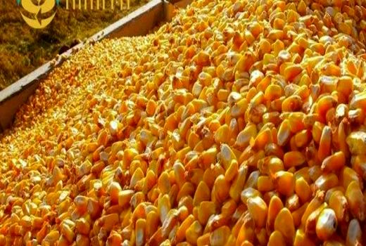 قارچ مشاهده شده در سیلوی اسدآباد سمی نیست