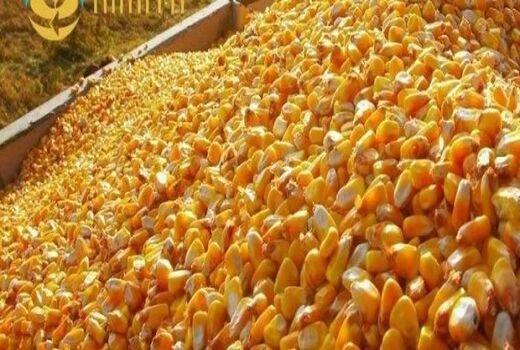 قارچ مشاهده شده در سیلوی اسدآباد سمی نیست
