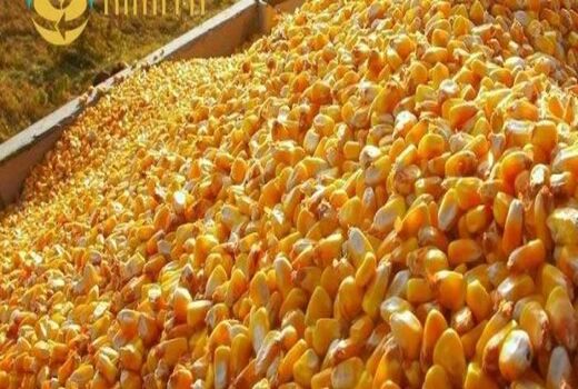 قارچ مشاهده شده در سیلوی اسدآباد سمی نیست