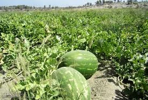 برداشت هندوانه در شهرستان چرداول آغاز شد