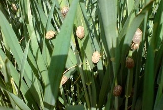 جمعیت سن گندم در اماکن زمستان‌گذران خراسان شمالی افزایش یافت