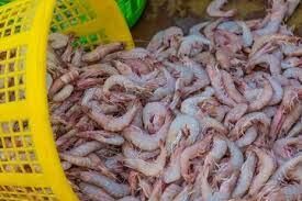 استفاده از شرکت‌های دانش‌بنیان جهت ارتقای بهره‌وری مزارع پرورش میگو