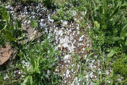 خسارت بارش‌ها به کشاورزی کاشان ۷۰ میلیارد ریال برآورد شد