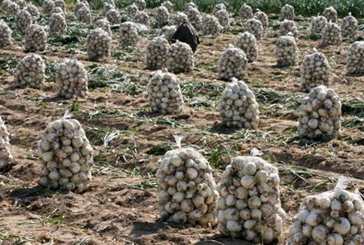 خرید توافقی ۸۰ تن پیاز از پیازکاران جیرفتی 