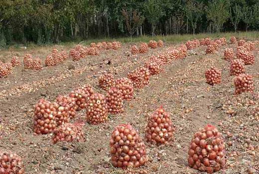 وضعیت کشت پیاز در خراسان رضوی