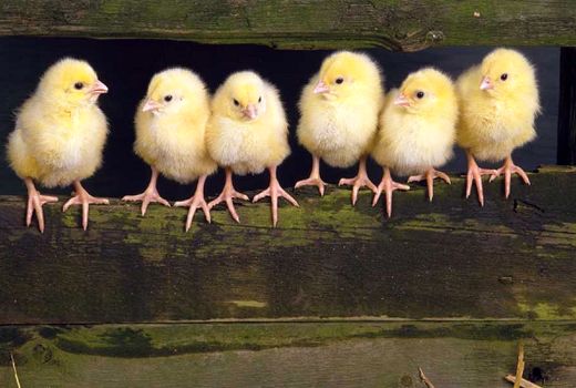 برخورد با گران‌فروشی در نخستین حلقه زنجیره تولید گوشت مرغ