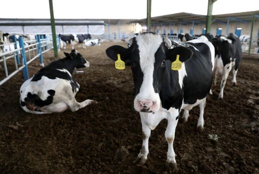 کسب رتبه دوم چهارمحال و بختیاری در پرداخت تسهیلات دامدار کارت