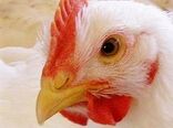 اصلاح نژاد طیور در ایران: گذشته، حال و آینده