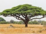 تولید نهال گونه‌های بومی و بیابانی در شهرستان دامغان  و استان سمنان