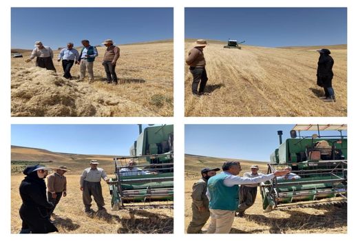  برداشت 5 هزار تن جو از مزارع شهرستان هشترود 