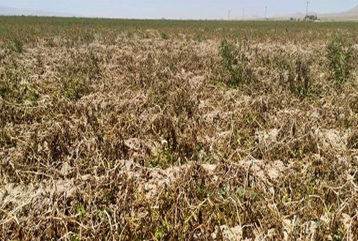 خسارت سنگین سرمازدگی به کشاورزان اقلید