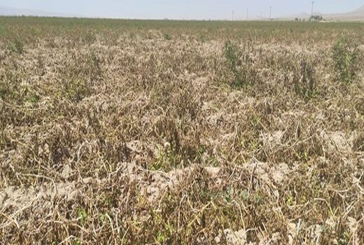 خسارت سنگین سرمازدگی به کشاورزان اقلید