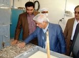 هیچ بذر تجاری تراریخته‌ای در کشور وجود ندارد/ تدارکات لازم برای تأمین میوه شب عید انجام گرفته است