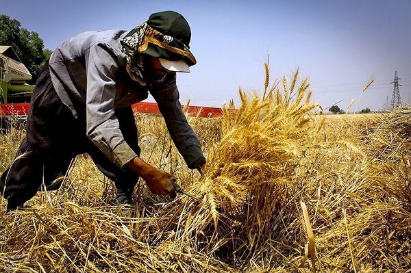 آغاز برداشت گندم از مناطق گرمسیری استان کرمانشاه