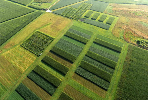 اجرای الگوی کشت بهینه محصولات کشاورزی