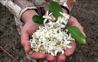 برداشت بهارنارنج در فارس آغاز شد