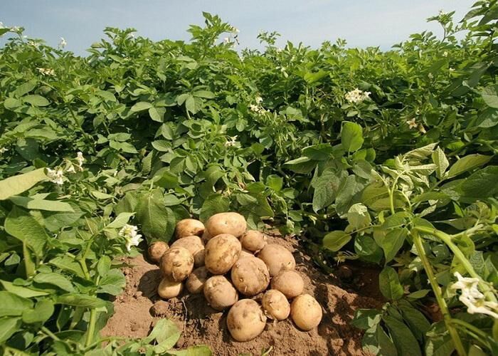 هیچ مشکلی در تولید بذر سیب زمینی نداریم