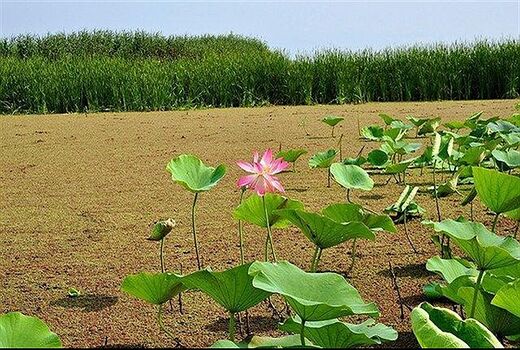 «سرخرطومی» ، آزولا را مهار کرد