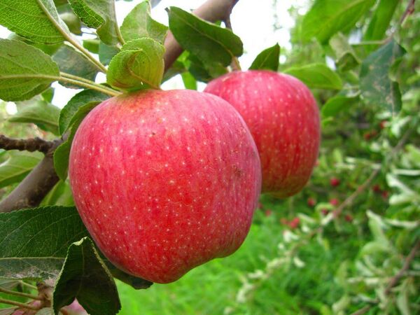 ​تولید ١٤٣ کیلو محصولات باغی به ازای هر ایرانی