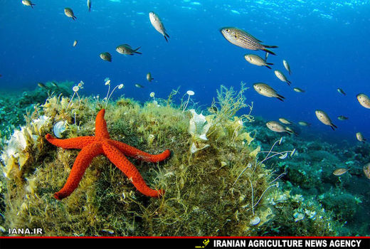 جنگل‌های مرجانی در عمق آب‌های سیسیل