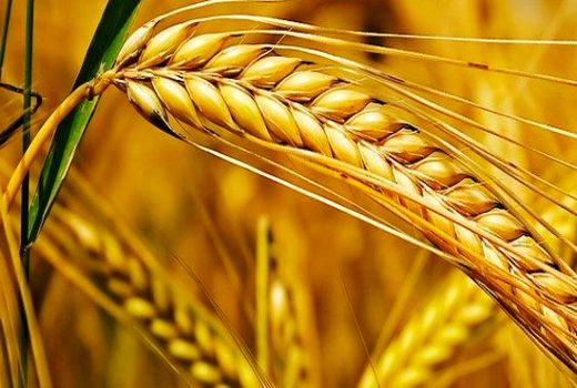 سن زدگی گندم نزدیک به صفر بوده است