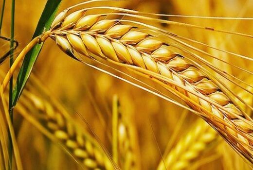 سن زدگی گندم نزدیک به صفر بوده است