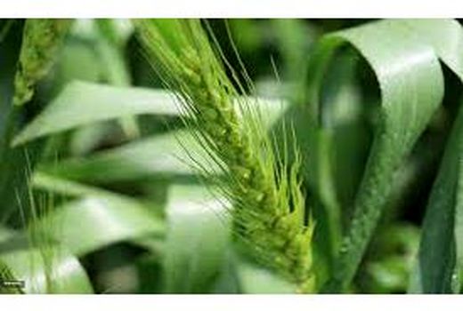 تولید 280 تنی گندم در شهرستان نور