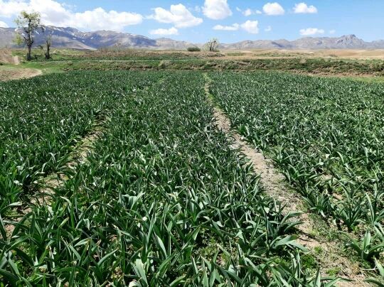 اختصاص ۴۰ هکتار از مزارع کشاورزی استان قزوین به کشت موسیر