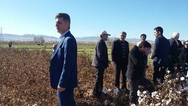 برداشت بیش از ۸۵ هکتار از مزارع پنبه شهرستان اشتهارد در سال زراعی جاری