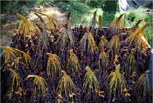 صندوق ملی حمایت از خرما به صورت پایلوت در بوشهر ایجاد می شود