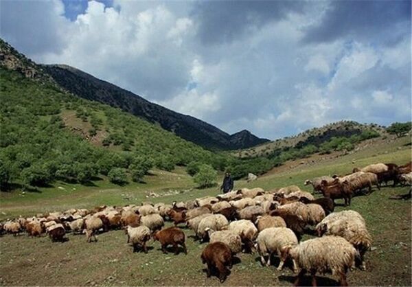 سرانه دام عشایر چهار محال و بختیاری ناچیز است