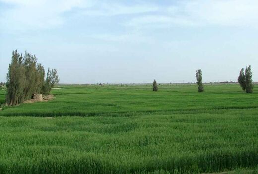 56 هزارهکتار از اراضی زراعی سیستان‌وبلوچستان زیرکشت گندم رفت