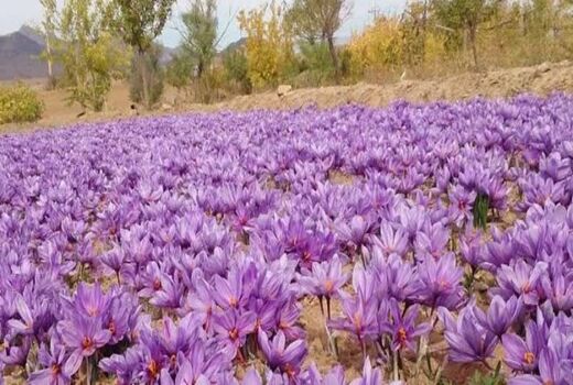 افزایش چشمگیر تولید زعفران در استان اصفهان