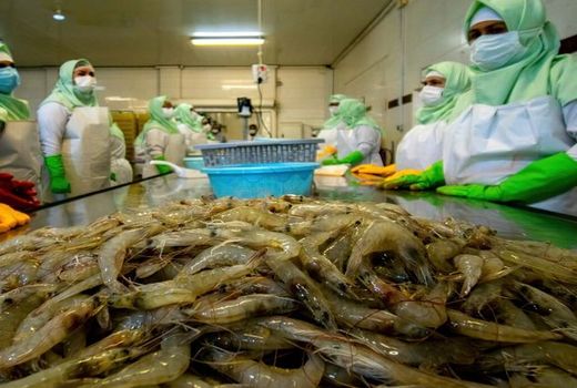 کیت تشخیص بیماری لکه سفید میگو در بوشهر رونمایی شد