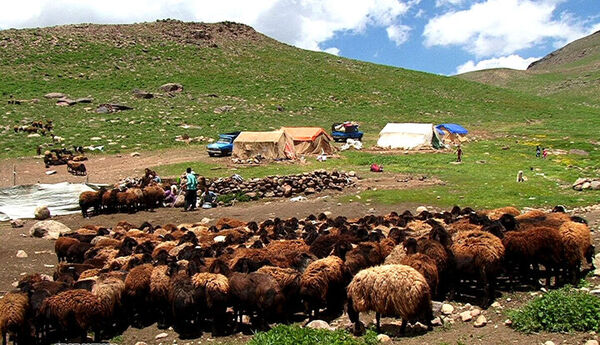 پنل خورشیدی بین همه عشایر استان بوشهر توزیع می‌شود
