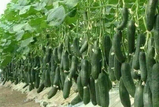 توسعه و بهره‌برداری از  778 هکتار انواع گلخانه در سطح کشور  