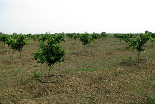 9 هکتار باغ بهشهر به سامانه نوین آبیاری تجهیز شد/کمک بلاعوض 2.9 میلیاردی دولت