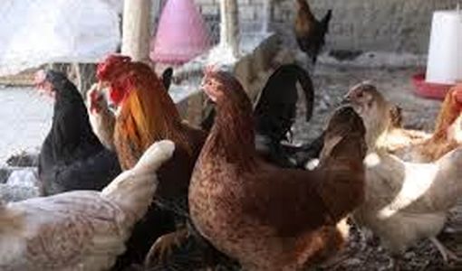 پرورش مرغ خانگی راهکاری برای رونق اقتصادی و امنیت غذایی خانواده‌ها 