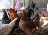 پرورش مرغ خانگی راهکاری برای رونق اقتصادی و امنیت غذایی خانواده‌ها 