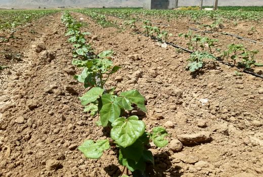 کاشت بیش از 2800 هکتار پنبه در فسا 