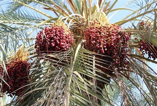 خرمای نوبرانه خراسان جنوبی در راه بازار