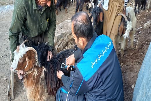 اجرای طرح واکسیناسیون و ایمن سازی دام های خوزستان علیه بیماری آبله