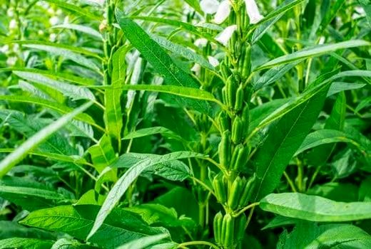 افزایش عملکرد کنجد در گرو استفاده صحیح از کودهای پایه و نیتروژنی است